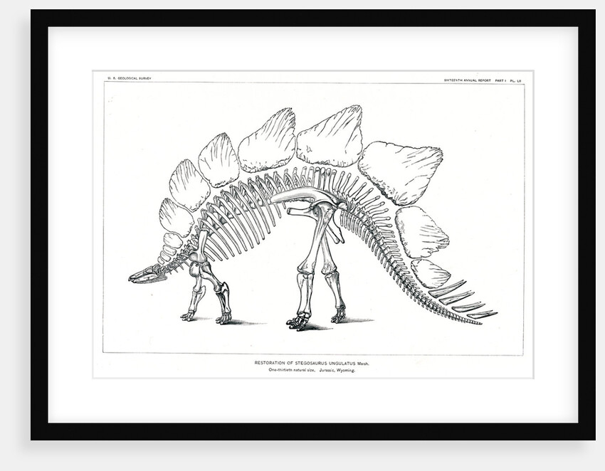 ‘Stegosaurus ungulatus’ by Unknown